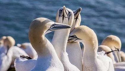 开云下载-英格兰轻取瓦伦西亚，萨拉赫关键制胜——足球盛宴背后的精彩瞬间