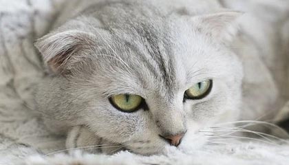 开云-波兰男篮鏖战雄鹿，费沃斯高光表现引爆全场